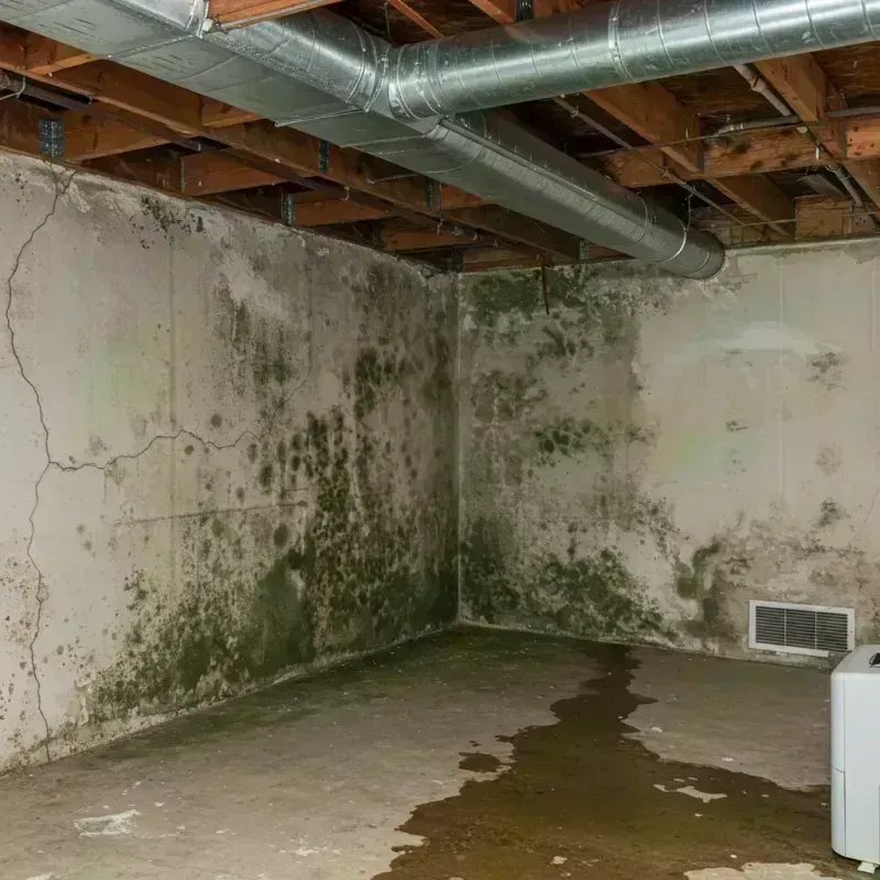 Professional Mold Removal in Whitesburg, KY